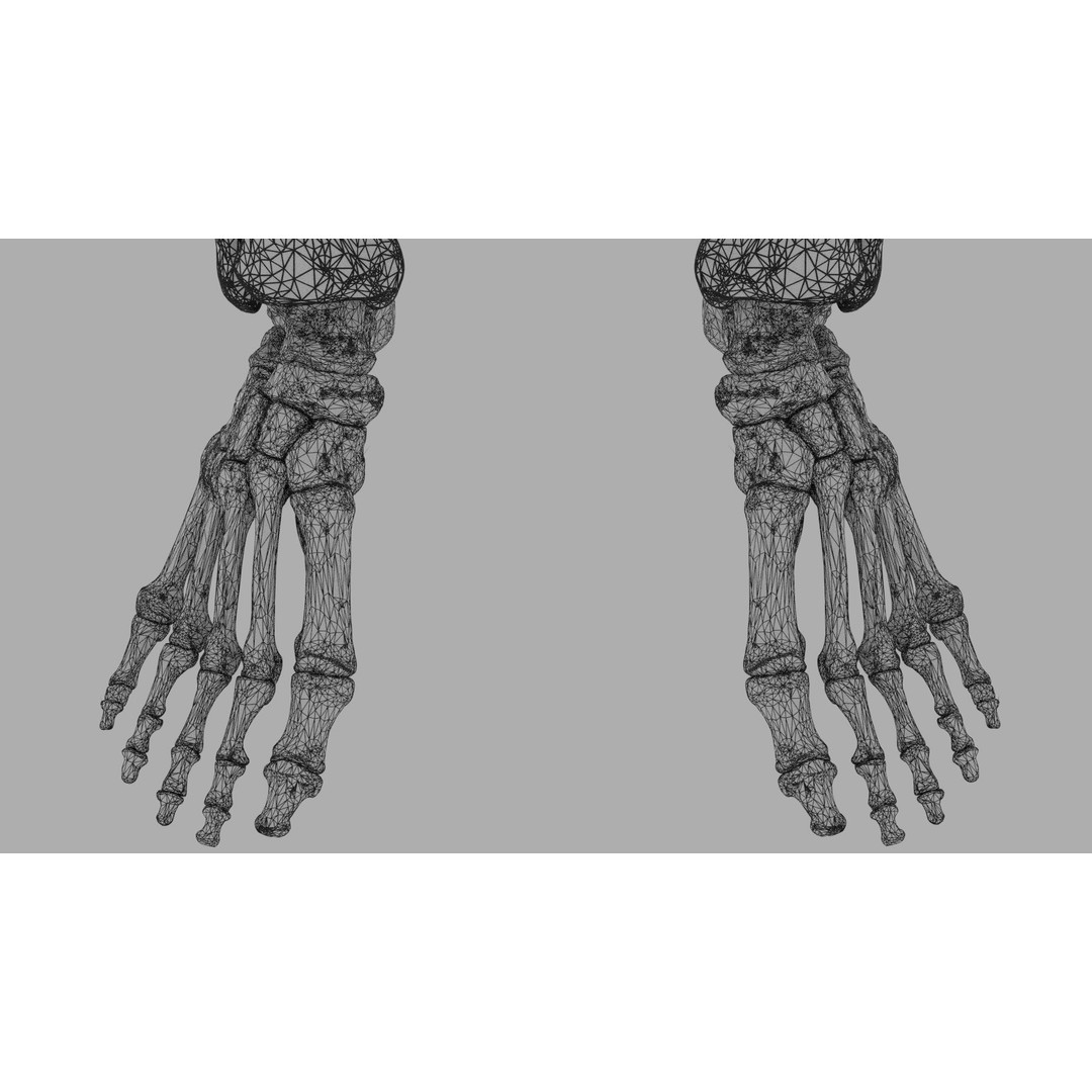 Human Lower Limb 3D Model – Color Coded Pelvic Girdle, FBX, OBJ