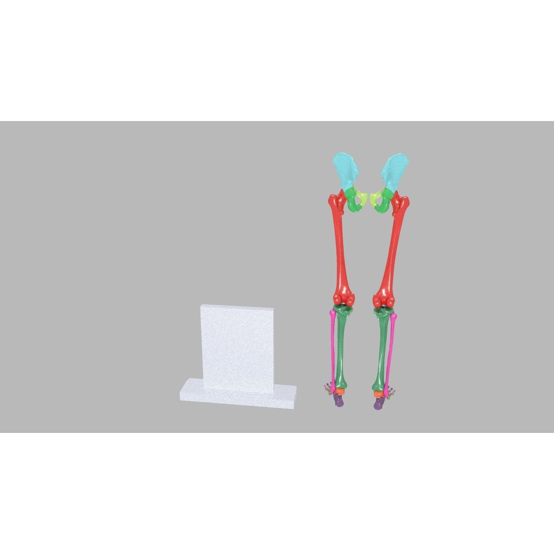 Human Lower Limb 3D Model – Color Coded Pelvic Girdle, FBX, OBJ - View 10