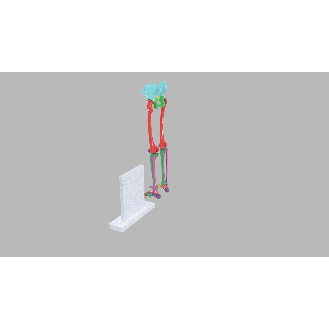Human Lower Limb 3D Model – Color Coded Pelvic Girdle, FBX, OBJ - View 11