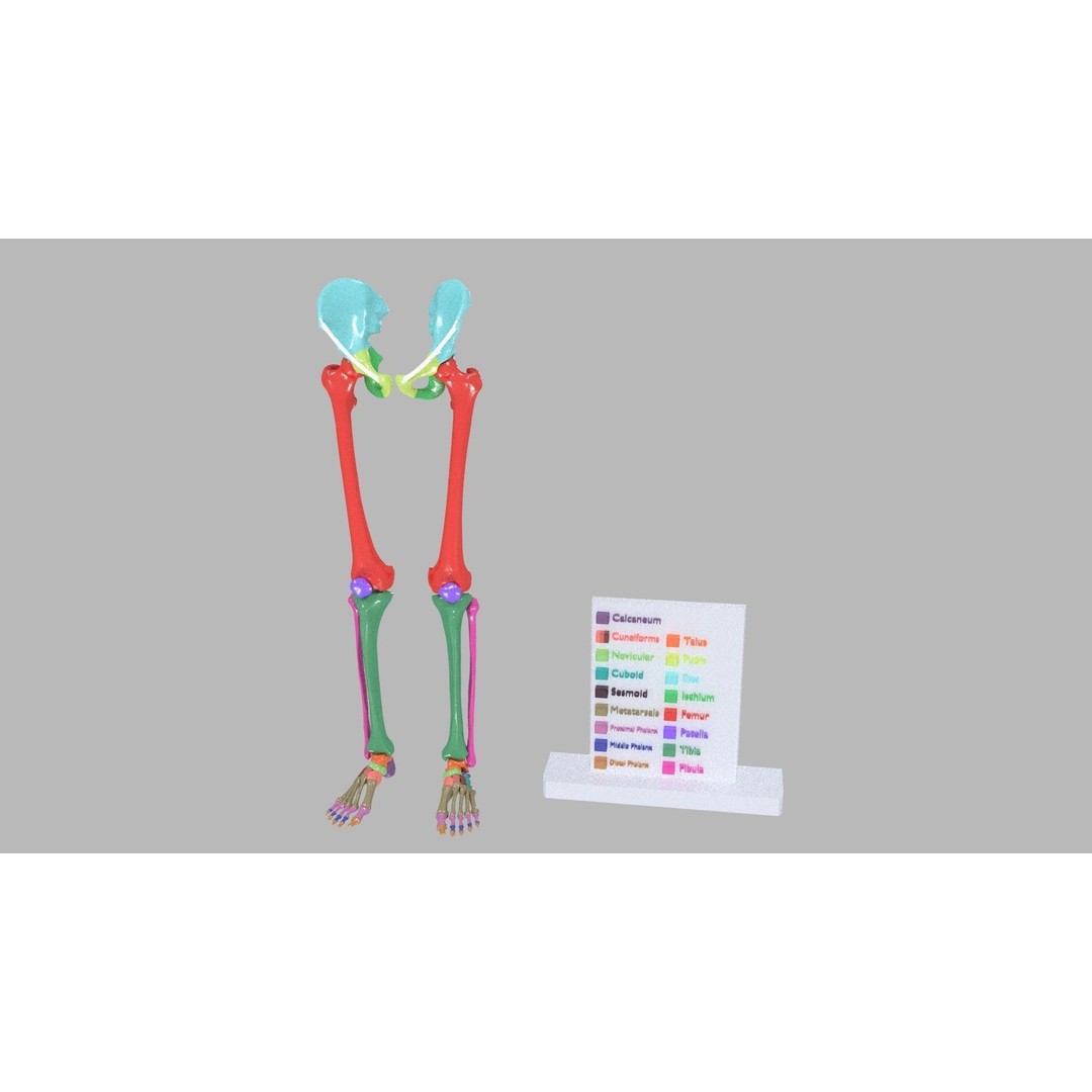 Human Lower Limb 3D Model – Color Coded Pelvic Girdle, FBX, OBJ - View 12