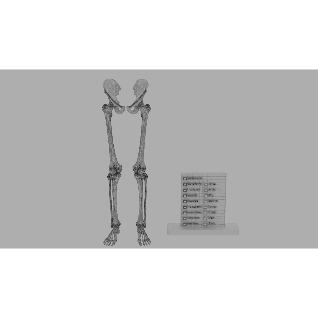 Human Lower Limb 3D Model – Color Coded Pelvic Girdle, FBX, OBJ - View 13