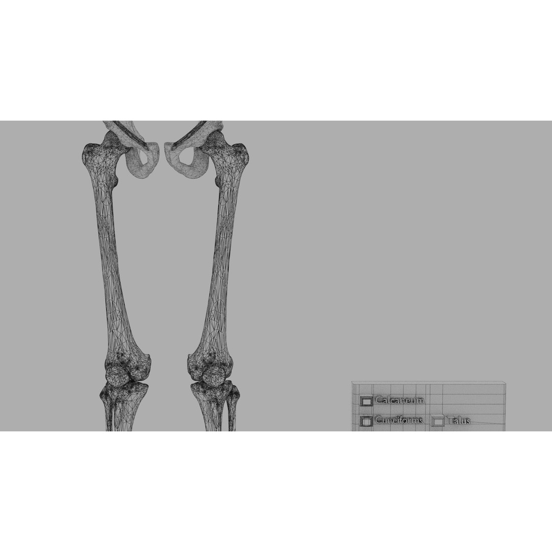 Human Lower Limb 3D Model – Color Coded Pelvic Girdle, FBX, OBJ - View 14