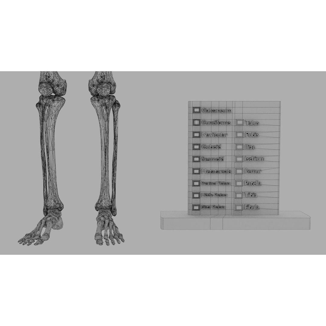 Human Lower Limb 3D Model – Color Coded Pelvic Girdle, FBX, OBJ - View 15