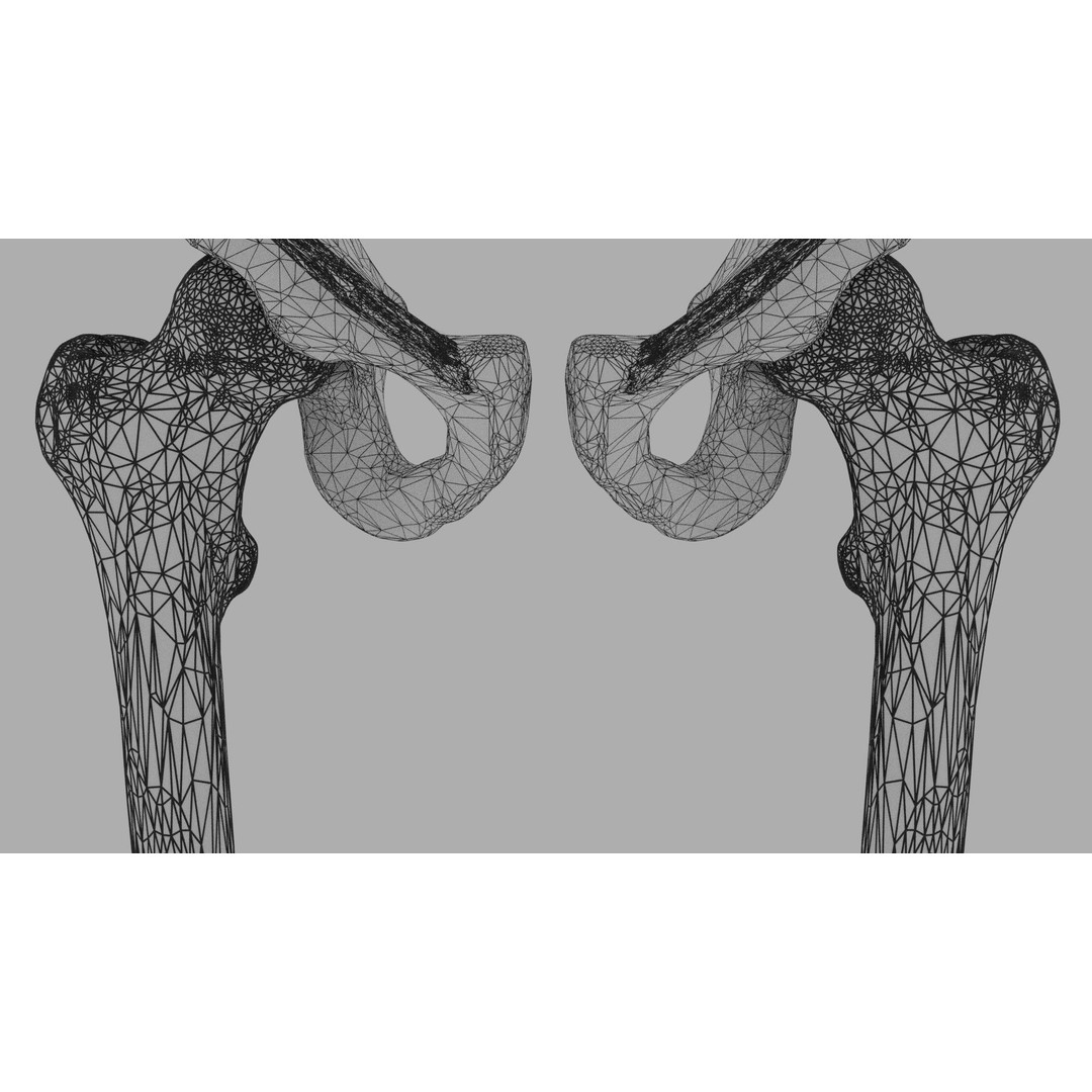 Human Lower Limb 3D Model – Color Coded Pelvic Girdle, FBX, OBJ - View 18