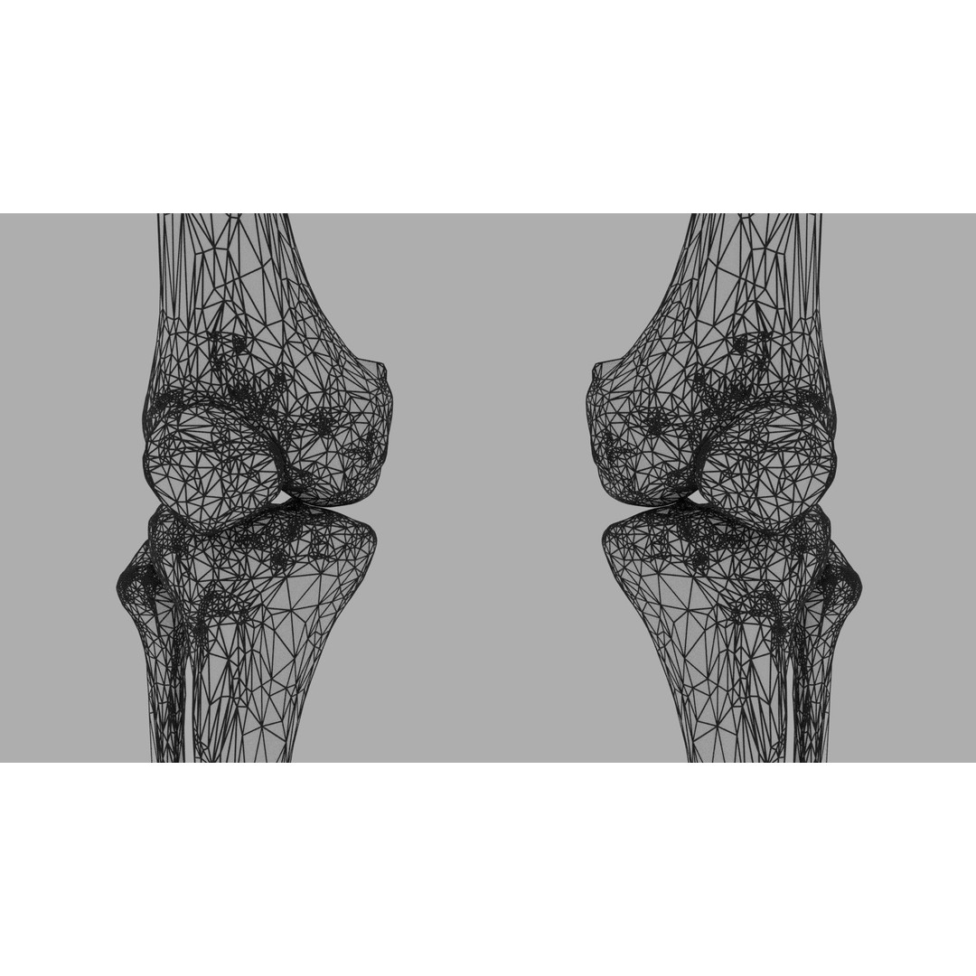Human Lower Limb 3D Model – Color Coded Pelvic Girdle, FBX, OBJ - View 19