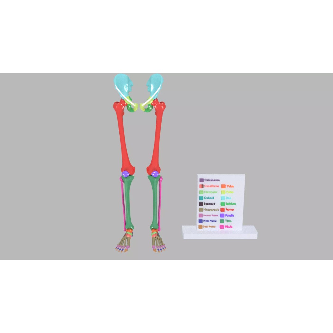 Human Lower Limb 3D Model – Color Coded Pelvic Girdle, FBX, OBJ - View 2