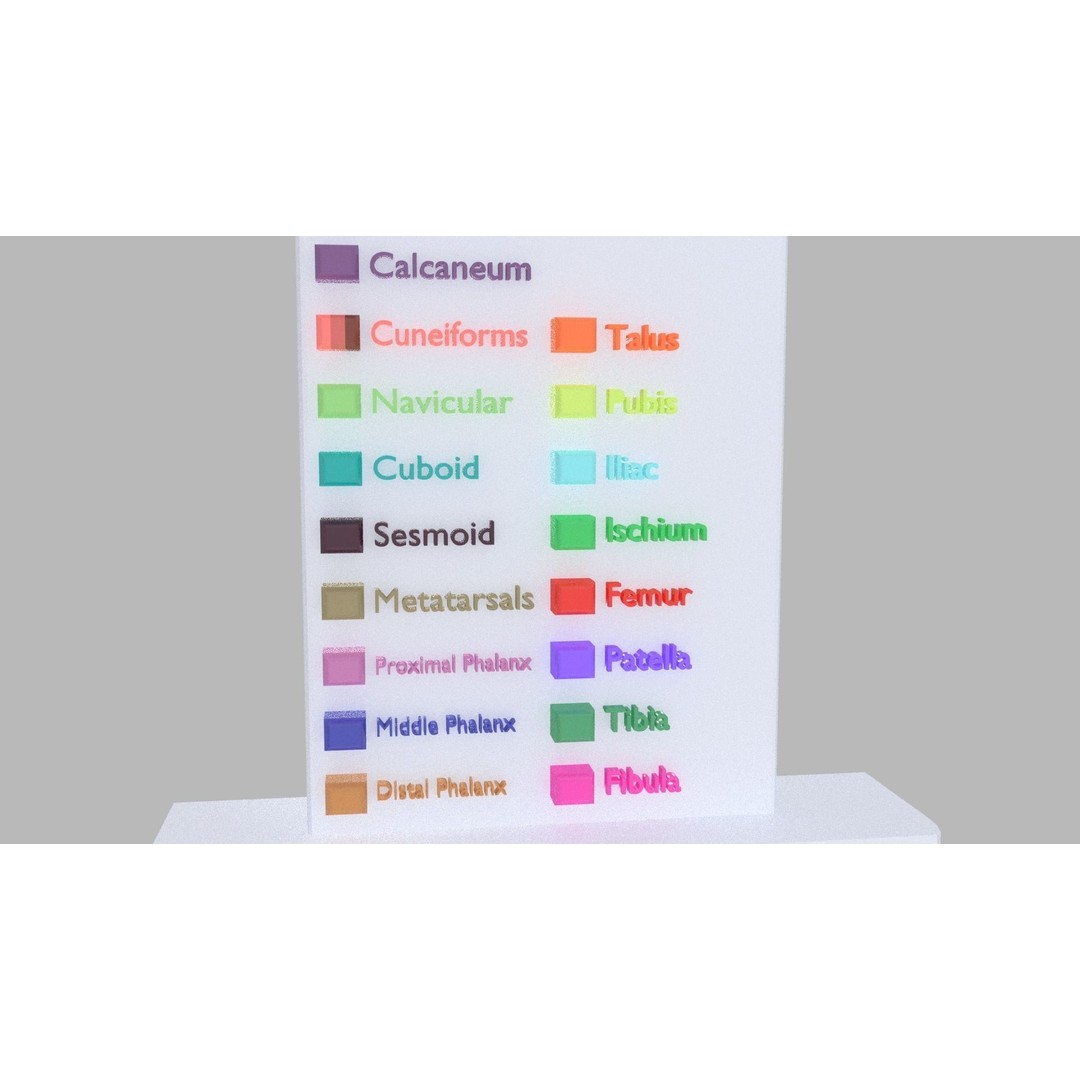Human Lower Limb 3D Model – Color Coded Pelvic Girdle, FBX, OBJ - View 3