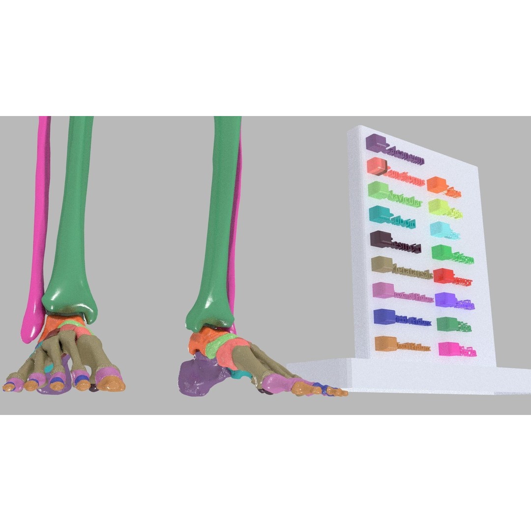 Human Lower Limb 3D Model – Color Coded Pelvic Girdle, FBX, OBJ - View 4