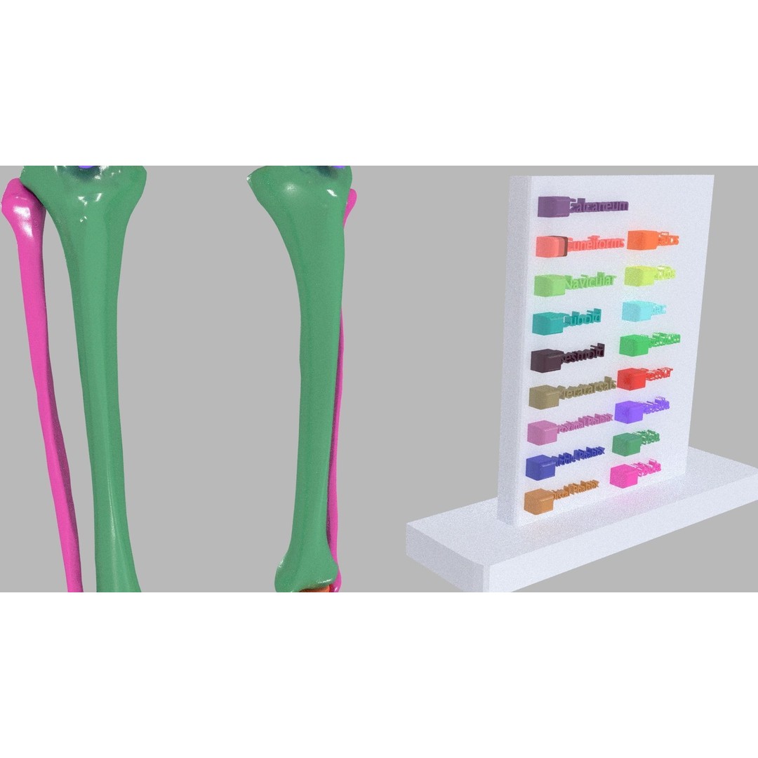 Human Lower Limb 3D Model – Color Coded Pelvic Girdle, FBX, OBJ - View 5