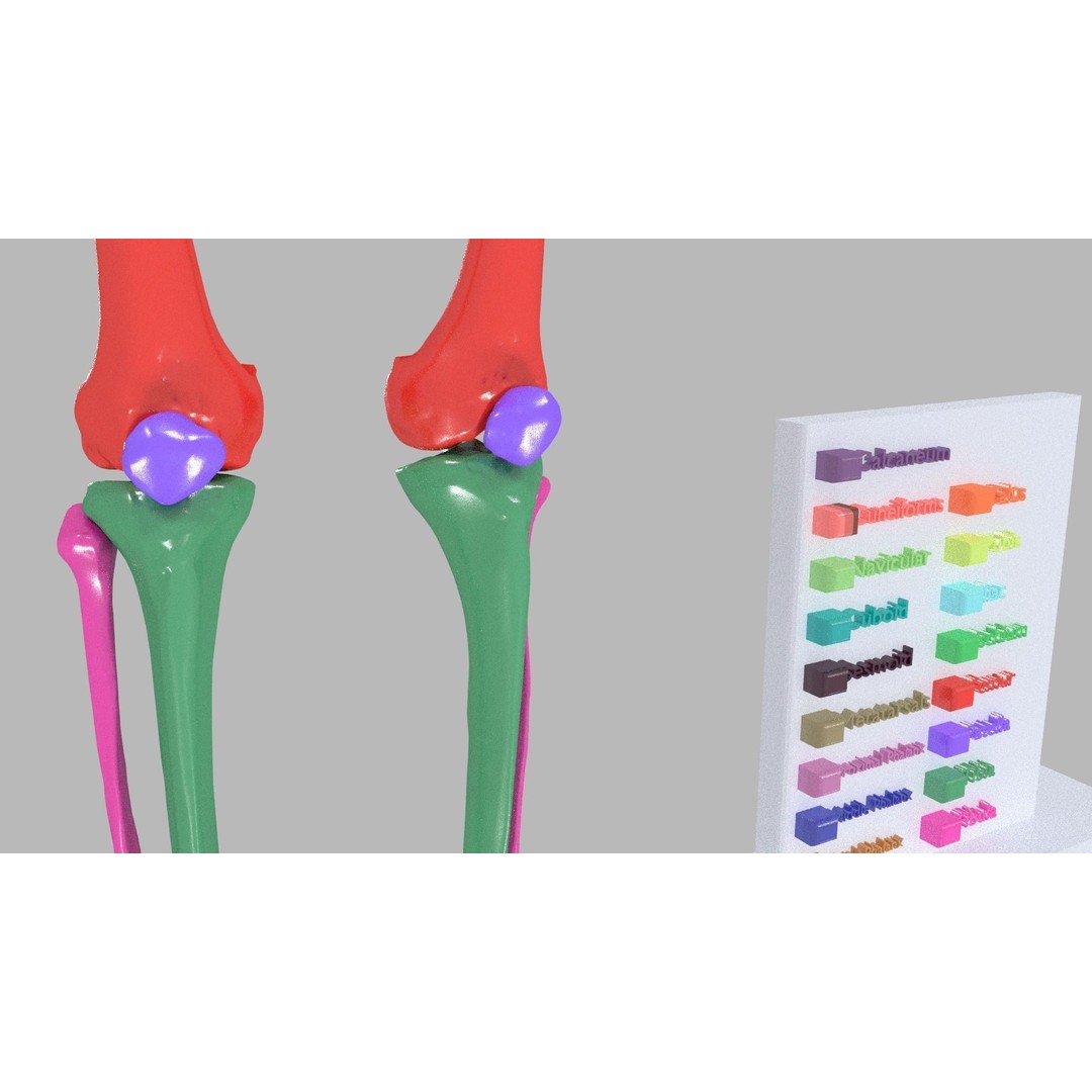 Human Lower Limb 3D Model – Color Coded Pelvic Girdle, FBX, OBJ - View 6