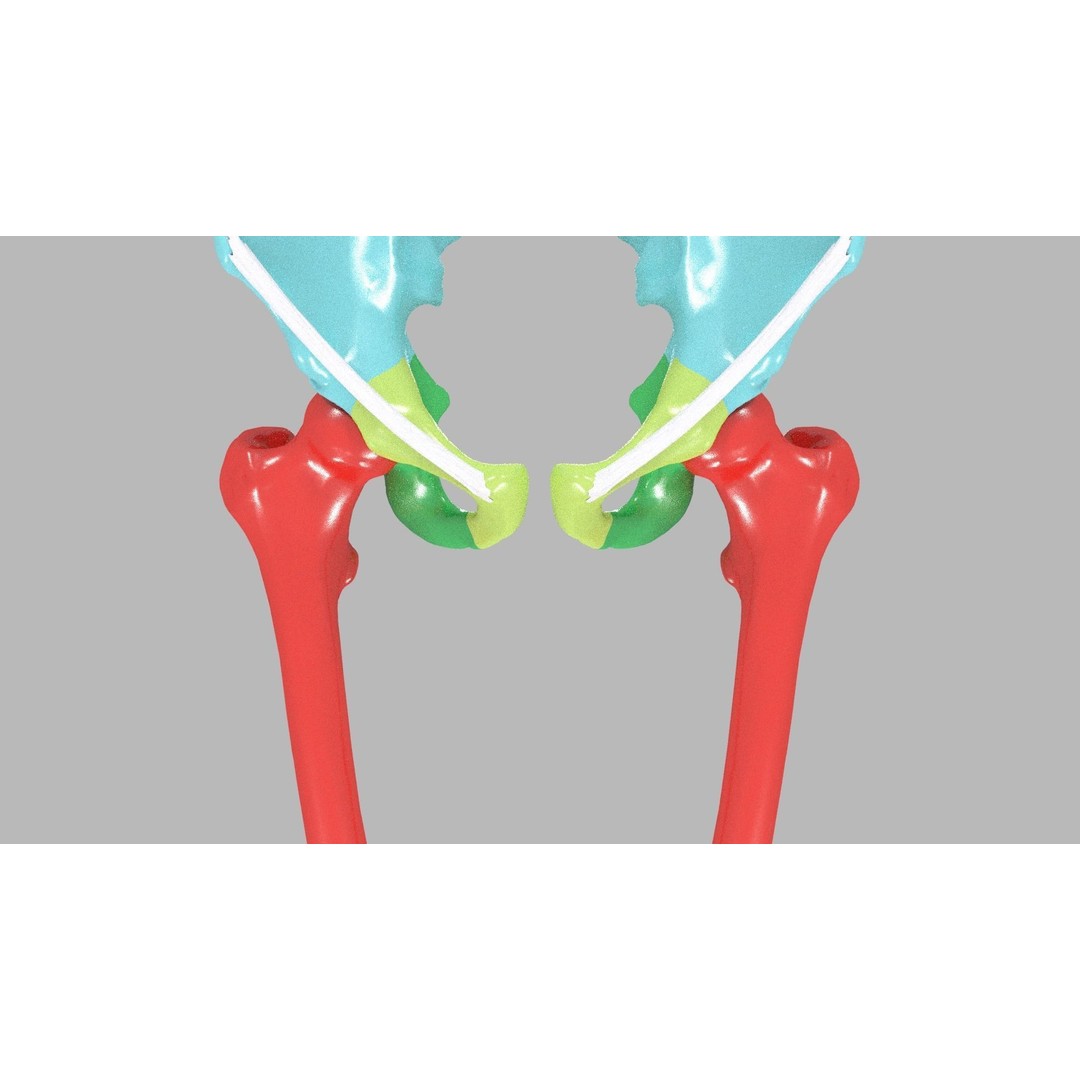 Human Lower Limb 3D Model – Color Coded Pelvic Girdle, FBX, OBJ - View 7