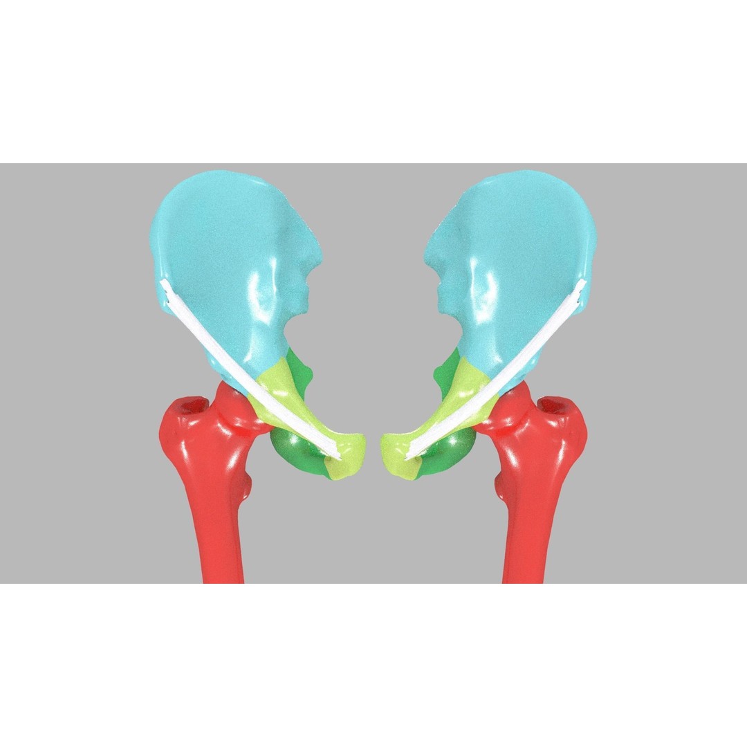Human Lower Limb 3D Model – Color Coded Pelvic Girdle, FBX, OBJ - View 8