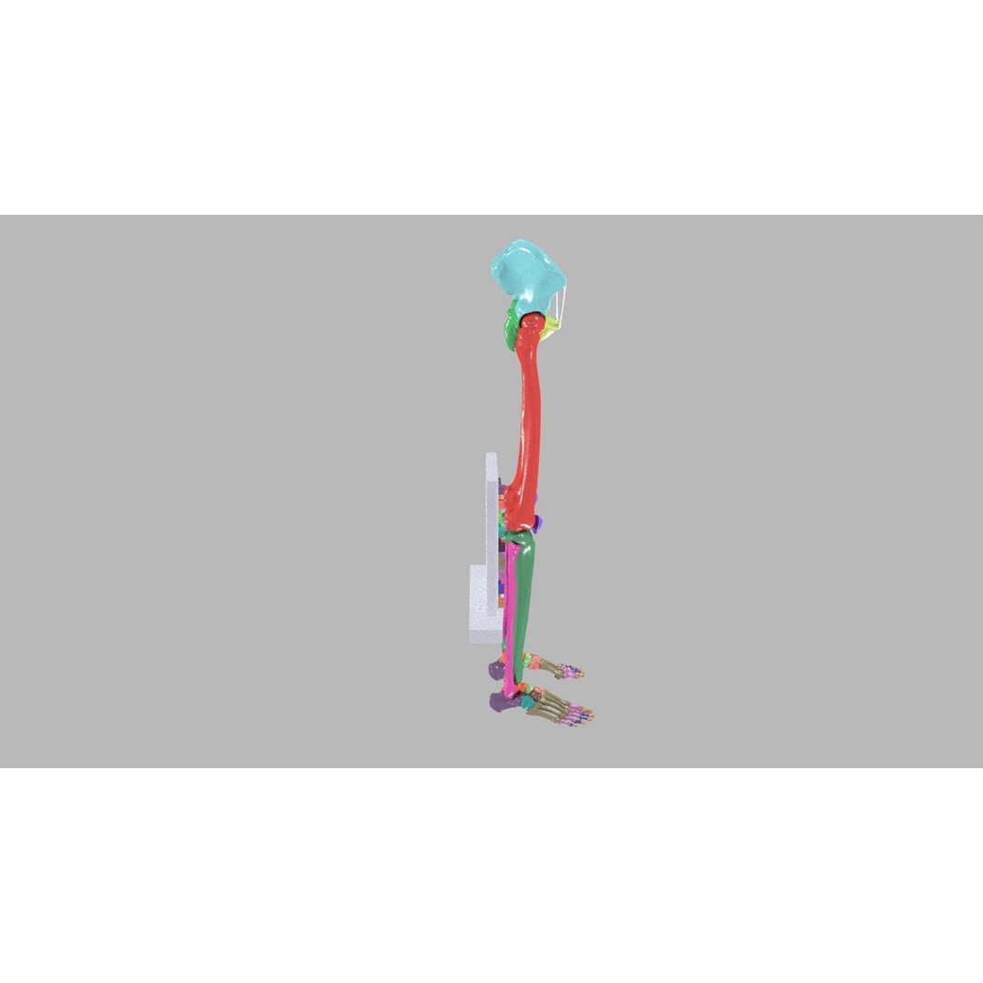 Human Lower Limb 3D Model – Color Coded Pelvic Girdle, FBX, OBJ - View 9