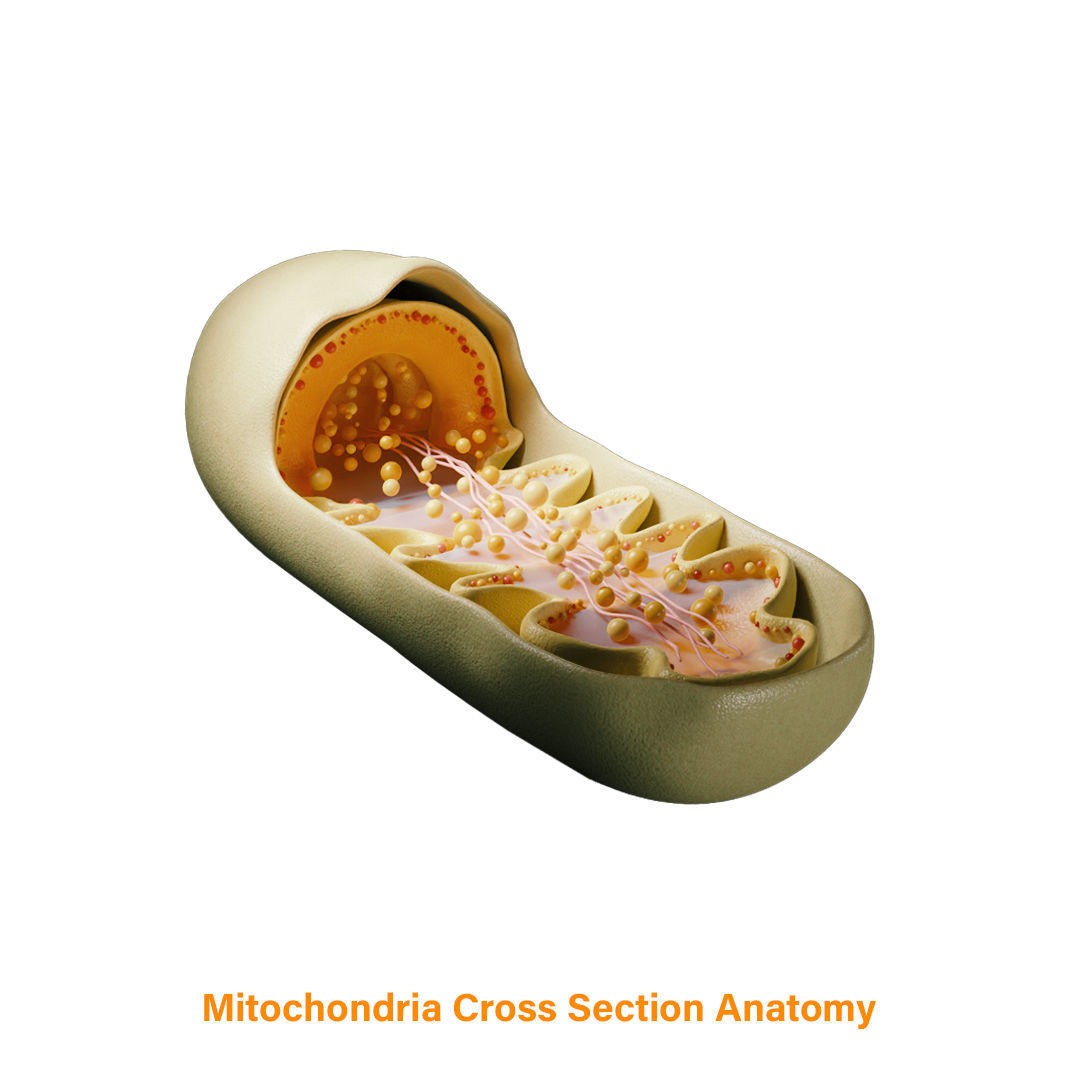 Mitochondria Cross Section 3D Model – PBR Rigged Anatomy, FBX, Blender