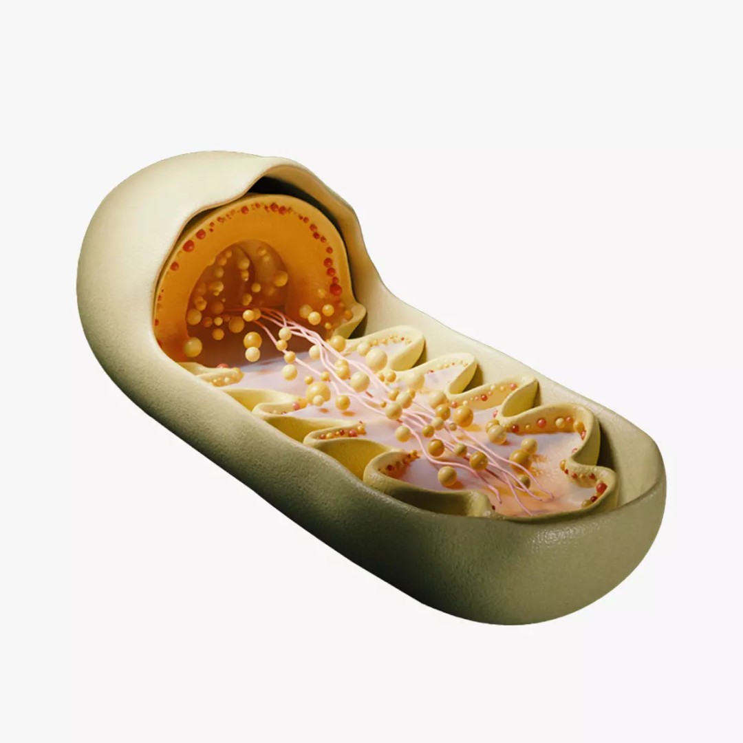 Mitochondria Cross Section 3D Model – PBR Rigged Anatomy, FBX, Blender - View 2