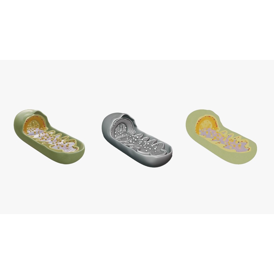 Mitochondria Cross Section 3D Model – PBR Rigged Anatomy, FBX, Blender - View 5