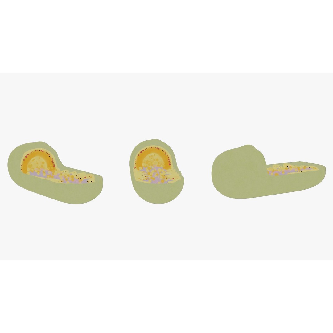 Mitochondria Cross Section 3D Model – PBR Rigged Anatomy, FBX, Blender - View 7