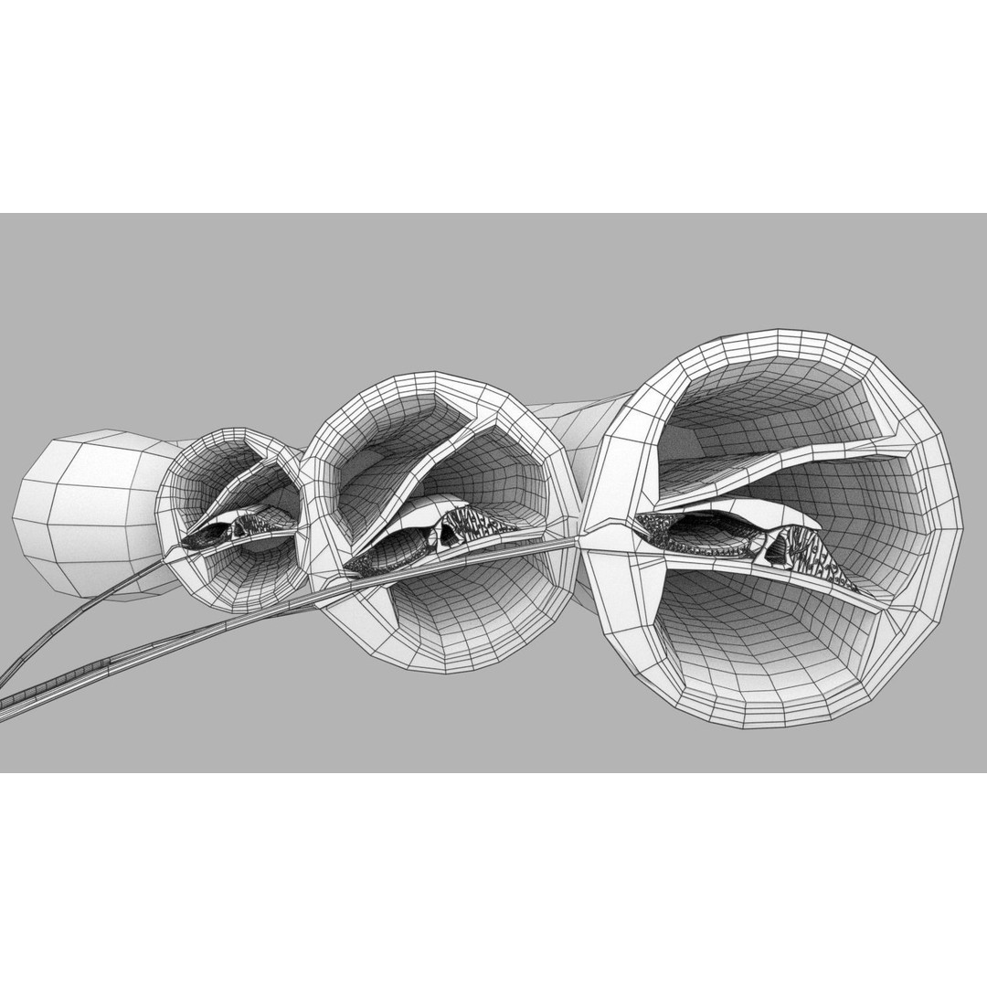 Cochlear Duct 3D Model – Detailed Inner Ear Anatomy, Blender, FBX, OBJ