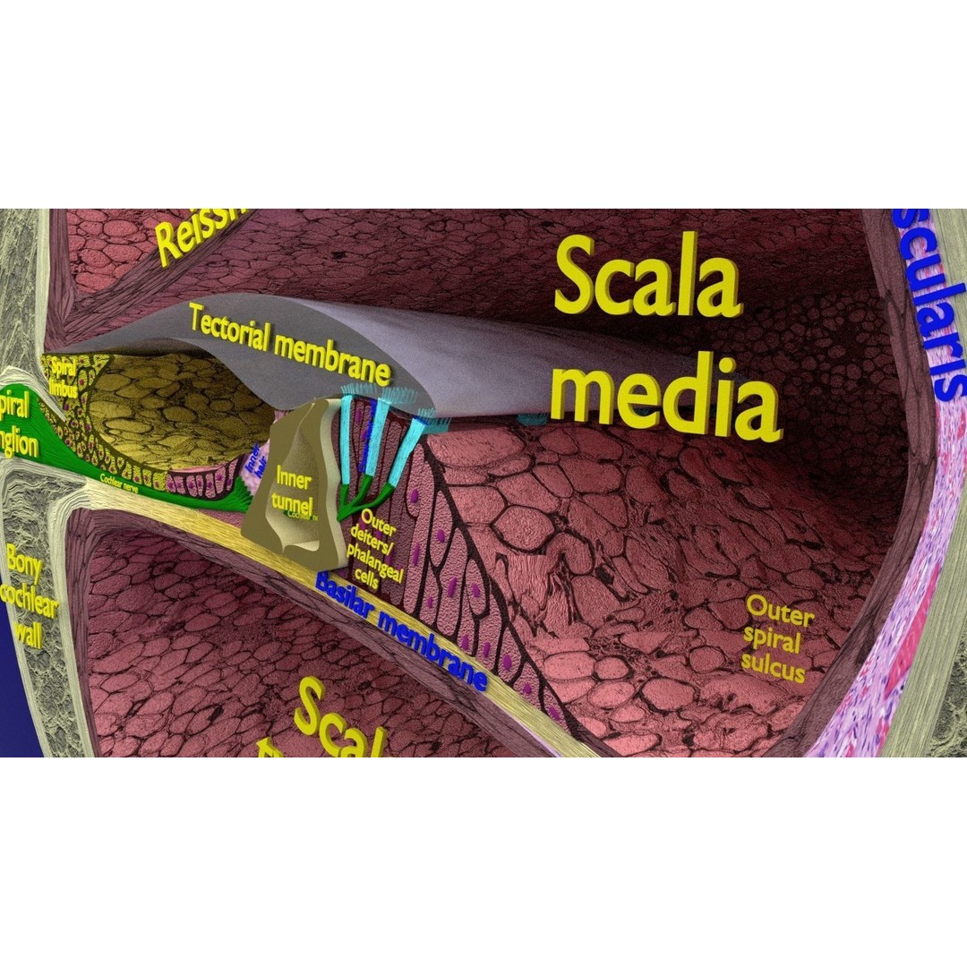 Cochlear Duct 3D Model – Detailed Inner Ear Anatomy, Blender, FBX, OBJ - View 10