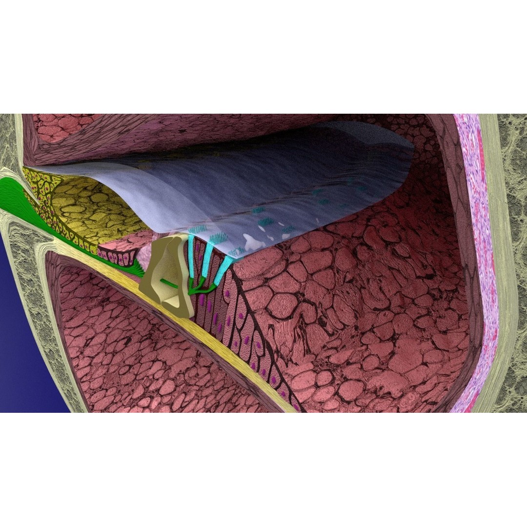 Cochlear Duct 3D Model – Detailed Inner Ear Anatomy, Blender, FBX, OBJ - View 11