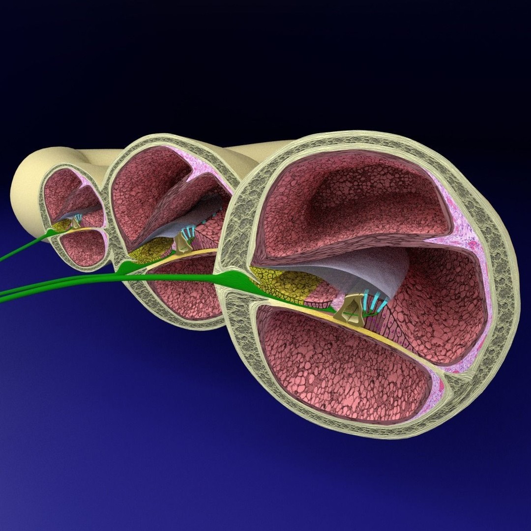 Cochlear Duct 3D Model – Detailed Inner Ear Anatomy, Blender, FBX, OBJ - View 12
