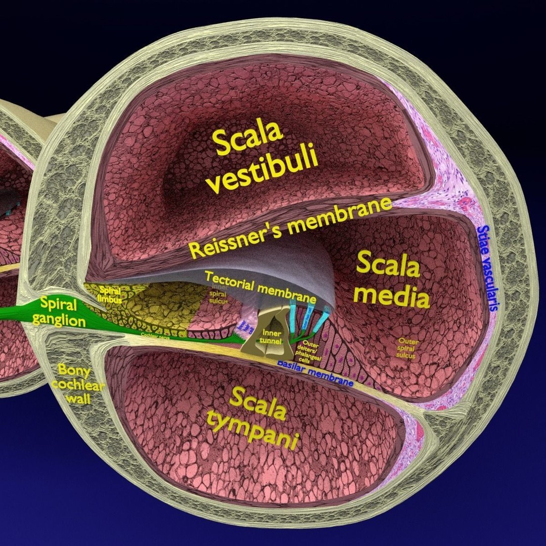 Cochlear Duct 3D Model – Detailed Inner Ear Anatomy, Blender, FBX, OBJ - View 14