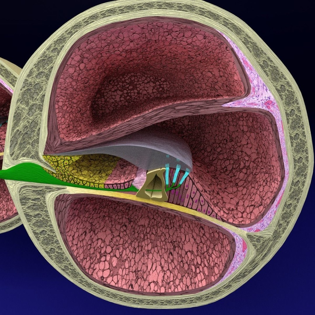 Cochlear Duct 3D Model – Detailed Inner Ear Anatomy, Blender, FBX, OBJ - View 15