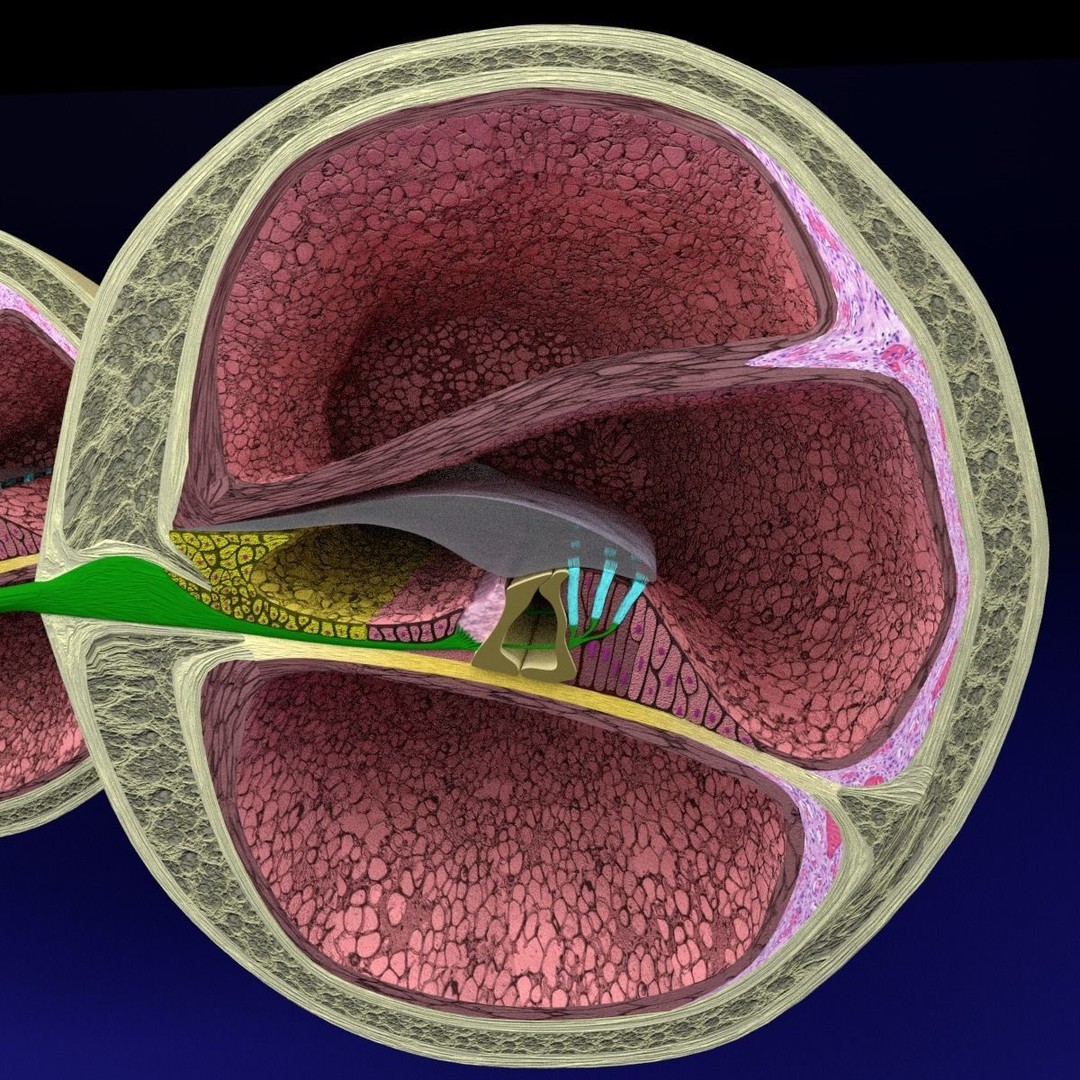 Cochlear Duct 3D Model – Detailed Inner Ear Anatomy, Blender, FBX, OBJ - View 16