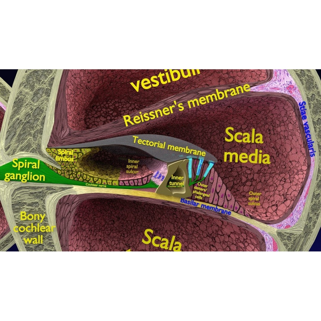Cochlear Duct 3D Model – Detailed Inner Ear Anatomy, Blender, FBX, OBJ - View 18