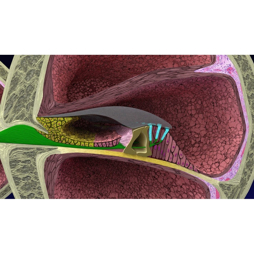 Cochlear Duct 3D Model – Detailed Inner Ear Anatomy, Blender, FBX, OBJ - View 19