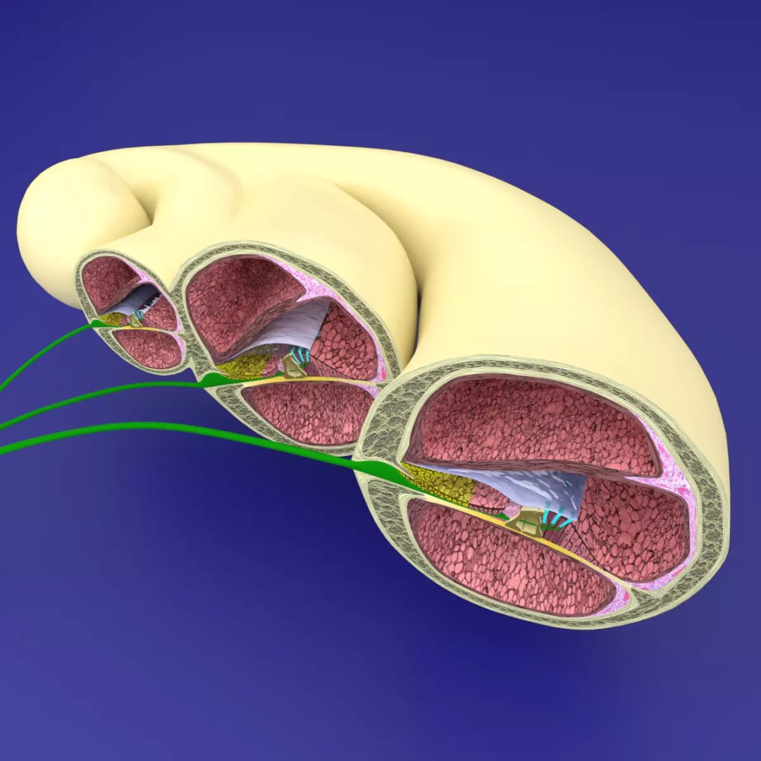 Cochlear Duct 3D Model – Detailed Inner Ear Anatomy, Blender, FBX, OBJ - View 2