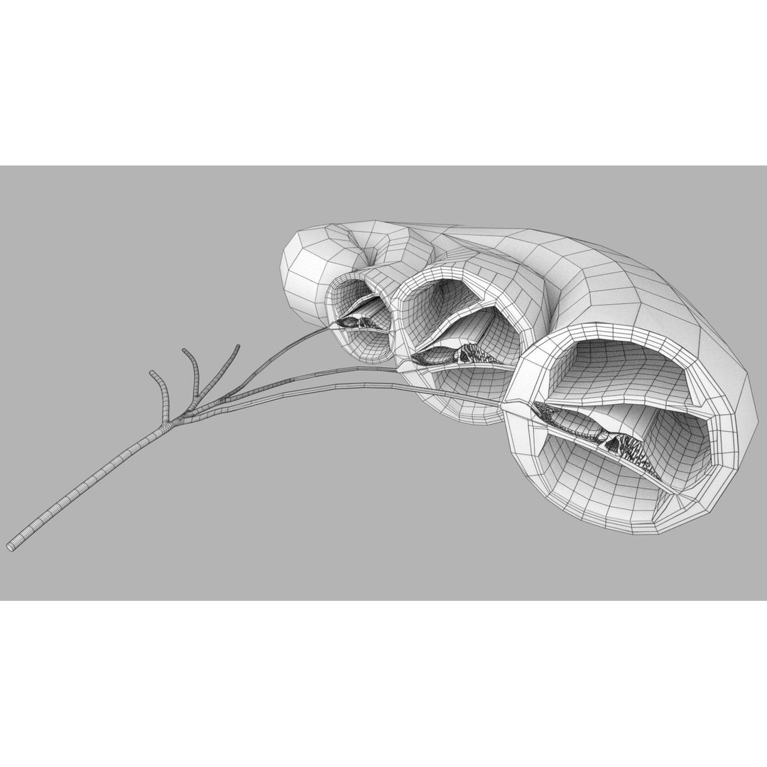 Cochlear Duct 3D Model – Detailed Inner Ear Anatomy, Blender, FBX, OBJ - View 20