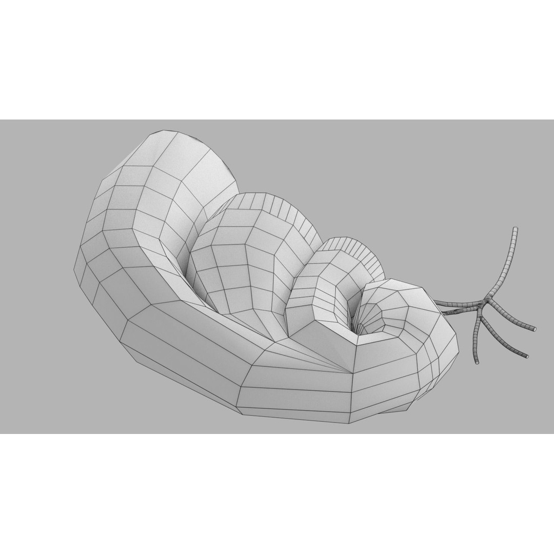 Cochlear Duct 3D Model – Detailed Inner Ear Anatomy, Blender, FBX, OBJ - View 22
