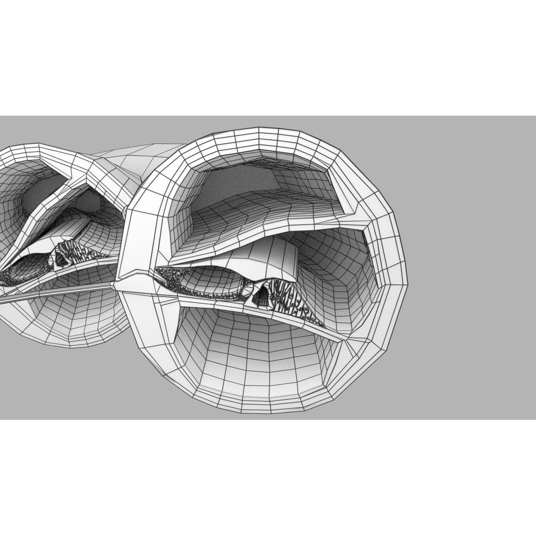 Cochlear Duct 3D Model – Detailed Inner Ear Anatomy, Blender, FBX, OBJ - View 23