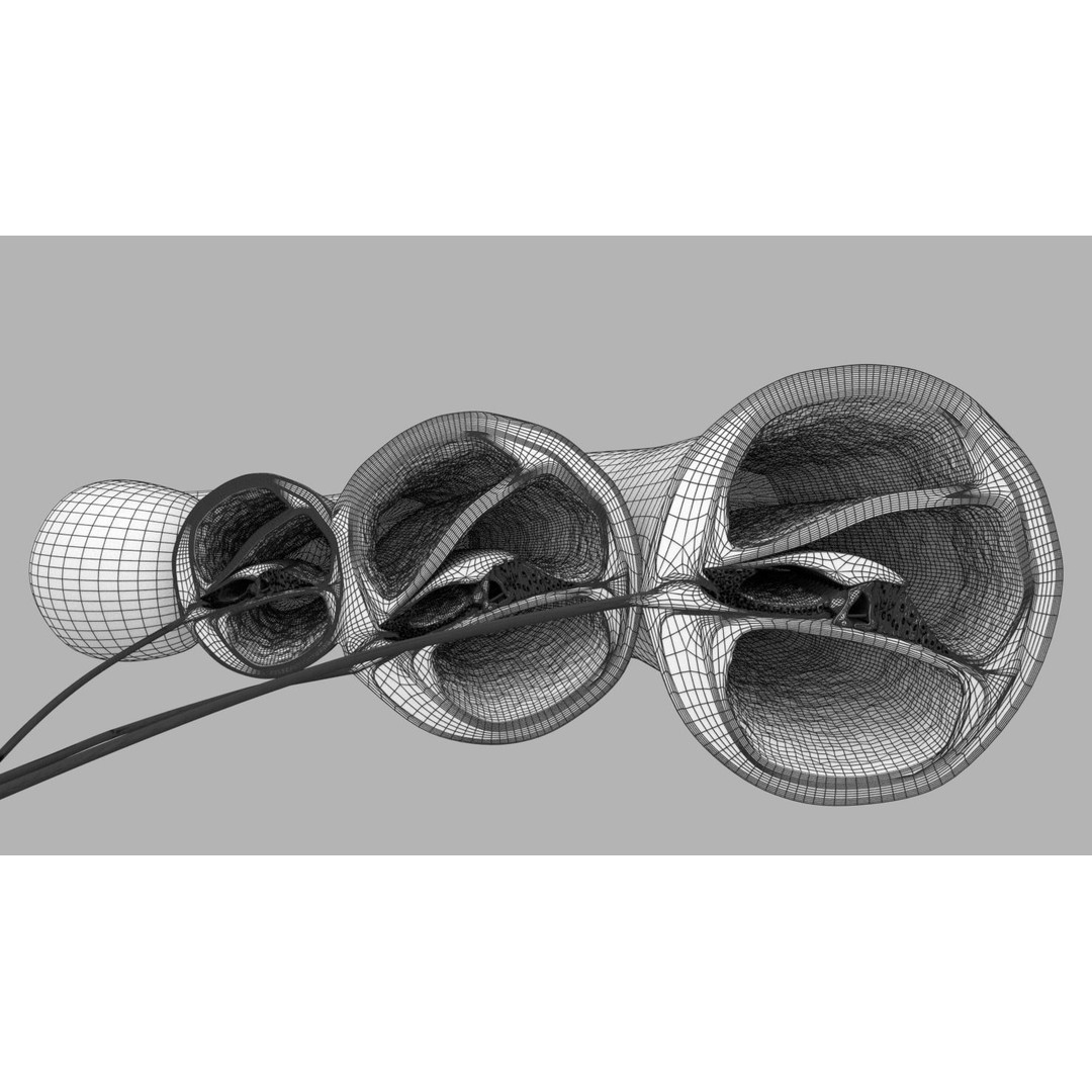 Cochlear Duct 3D Model – Detailed Inner Ear Anatomy, Blender, FBX, OBJ - View 26