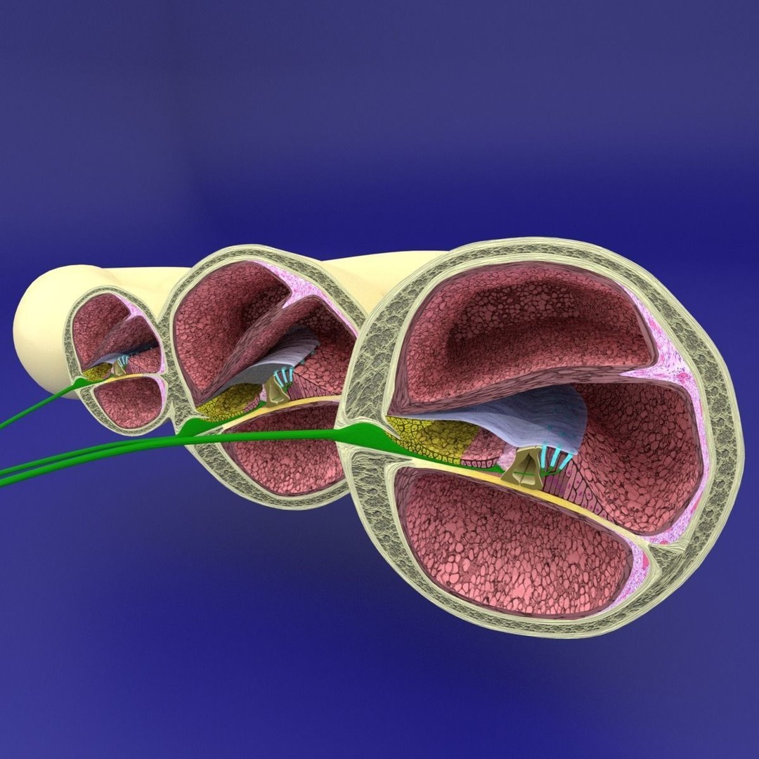Cochlear Duct 3D Model – Detailed Inner Ear Anatomy, Blender, FBX, OBJ - View 3
