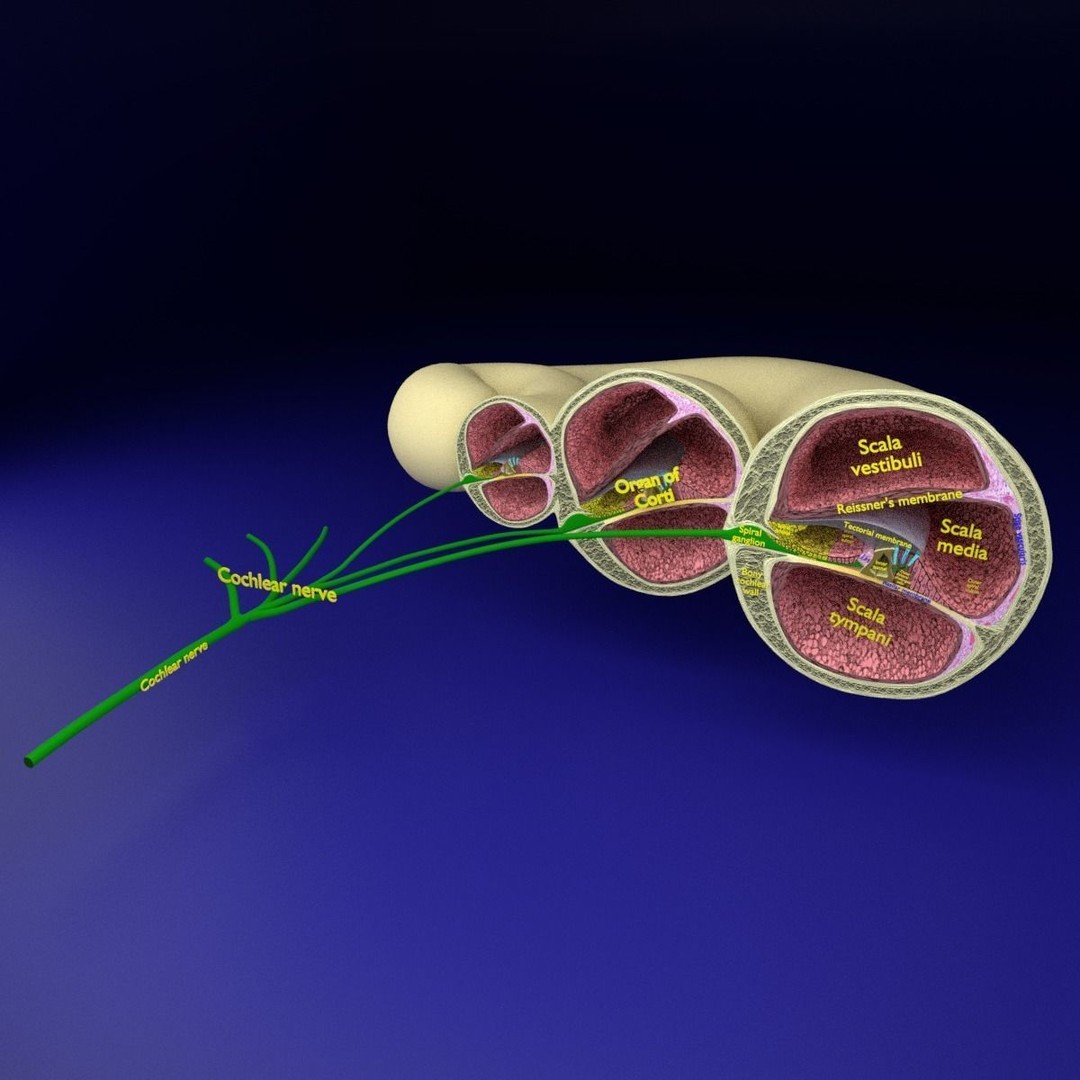 Cochlear Duct 3D Model – Detailed Inner Ear Anatomy, Blender, FBX, OBJ - View 4
