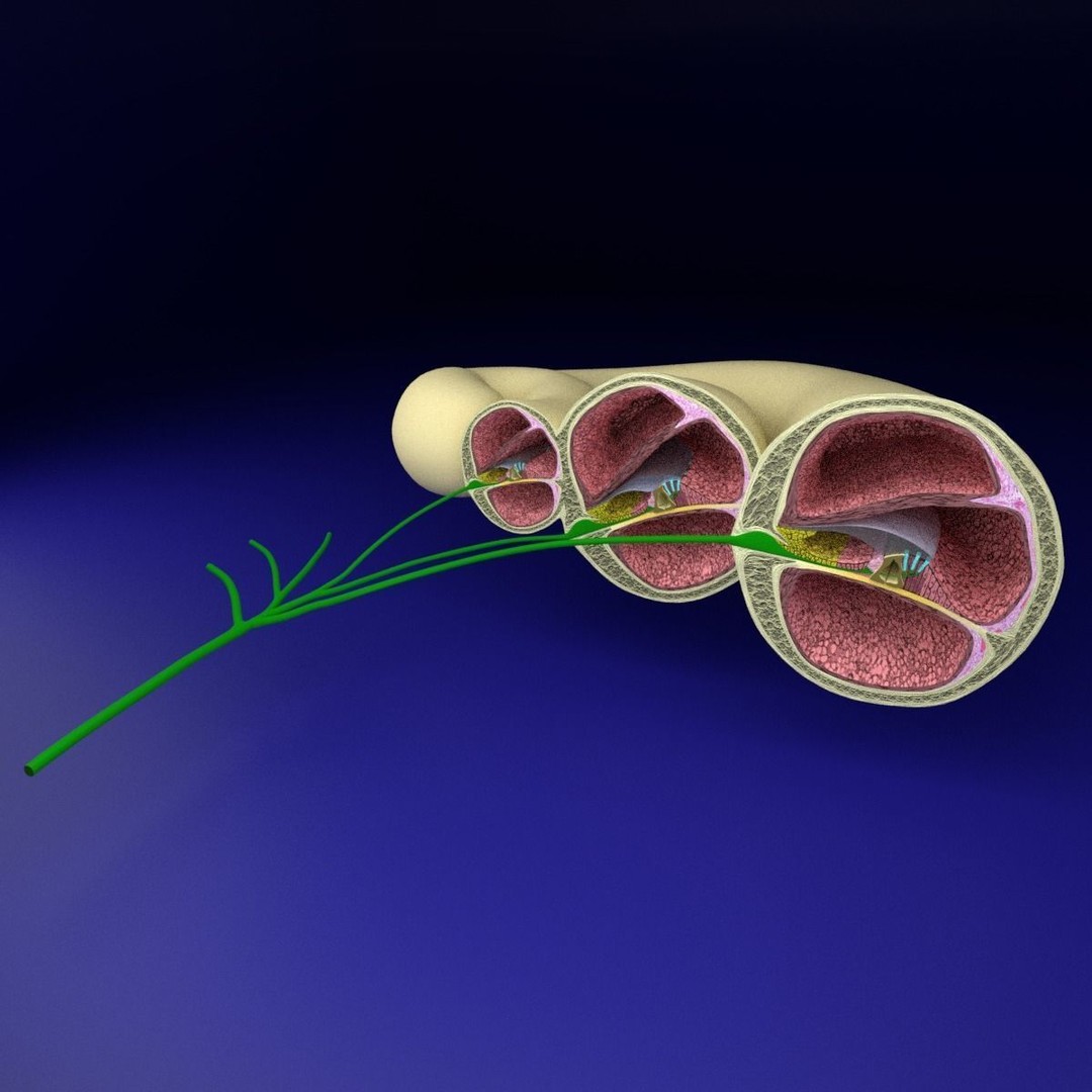 Cochlear Duct 3D Model – Detailed Inner Ear Anatomy, Blender, FBX, OBJ - View 5