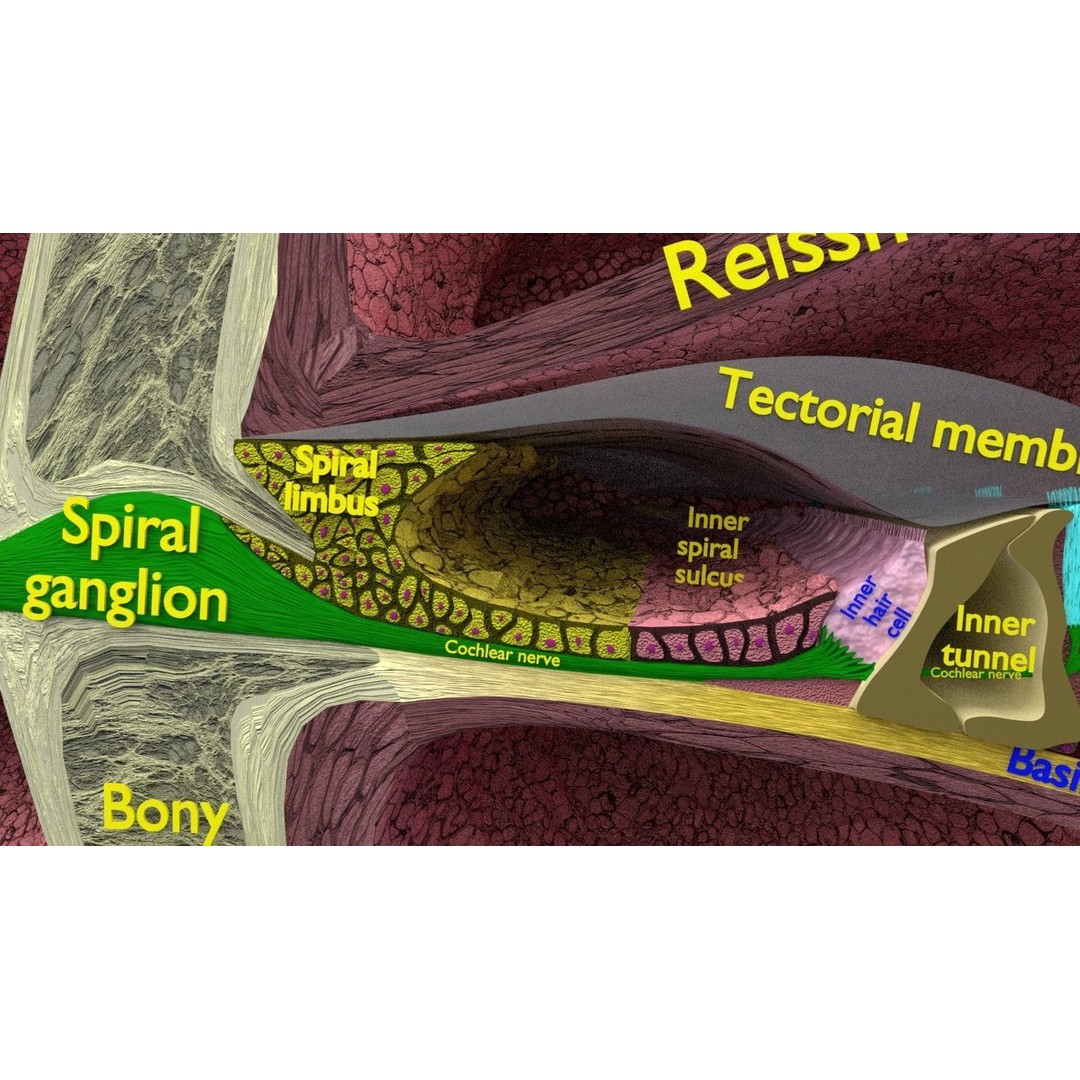 Cochlear Duct 3D Model – Detailed Inner Ear Anatomy, Blender, FBX, OBJ - View 6