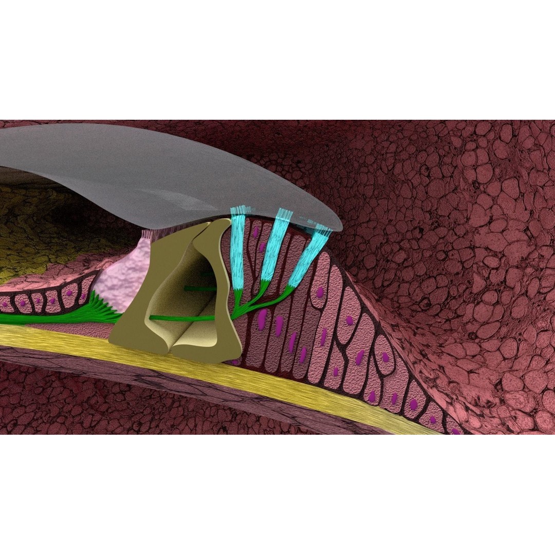 Cochlear Duct 3D Model – Detailed Inner Ear Anatomy, Blender, FBX, OBJ - View 8