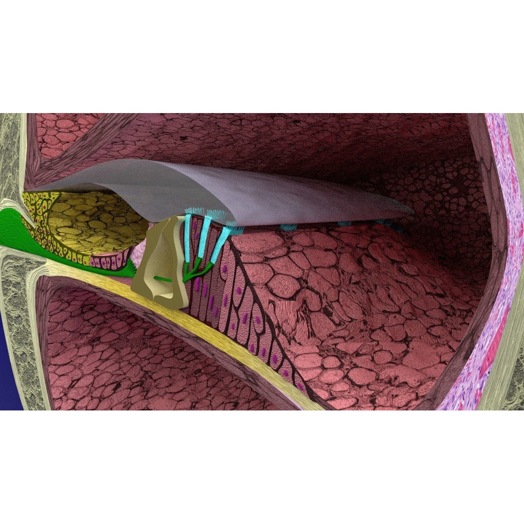 Cochlear Duct 3D Model – Detailed Inner Ear Anatomy, Blender, FBX, OBJ - View 9