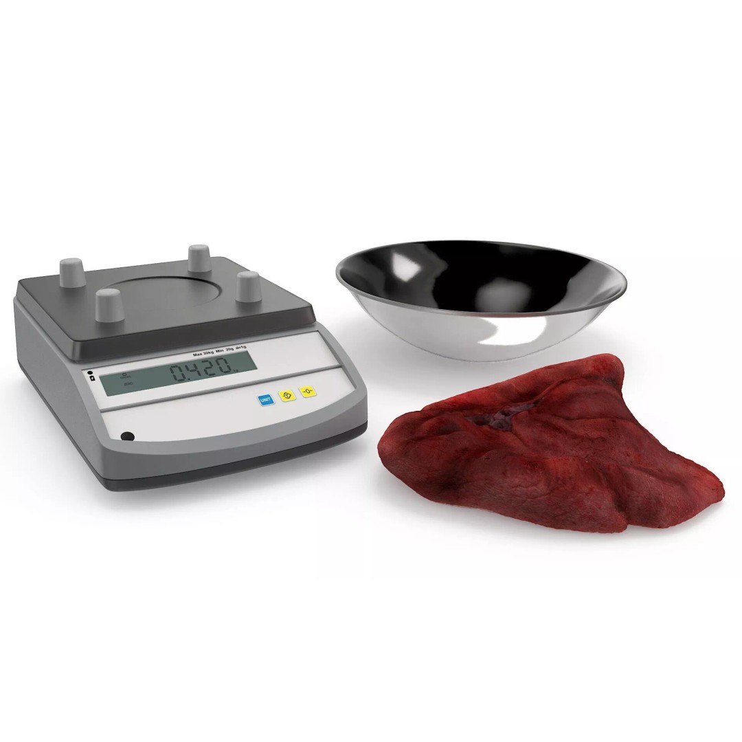 Lung on Scales 3D Model – High-Quality Medical Weighing Device, FBX - View 10