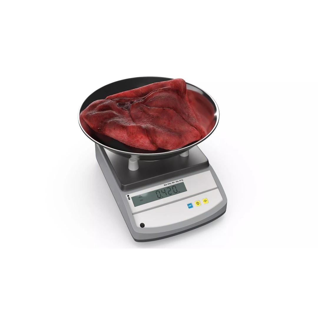 Lung on Scales 3D Model – High-Quality Medical Weighing Device, FBX - View 2