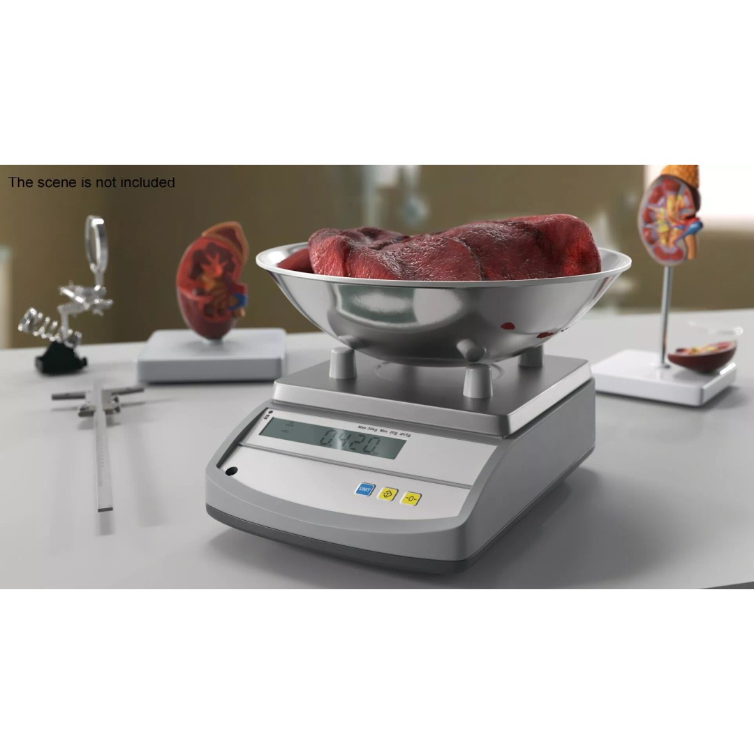 Lung on Scales 3D Model – High-Quality Medical Weighing Device, FBX - View 3