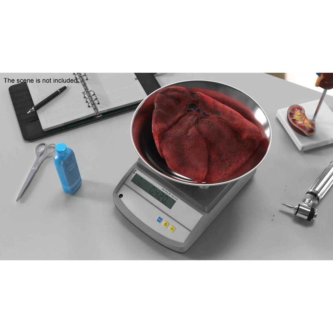 Lung on Scales 3D Model – High-Quality Medical Weighing Device, FBX - View 4