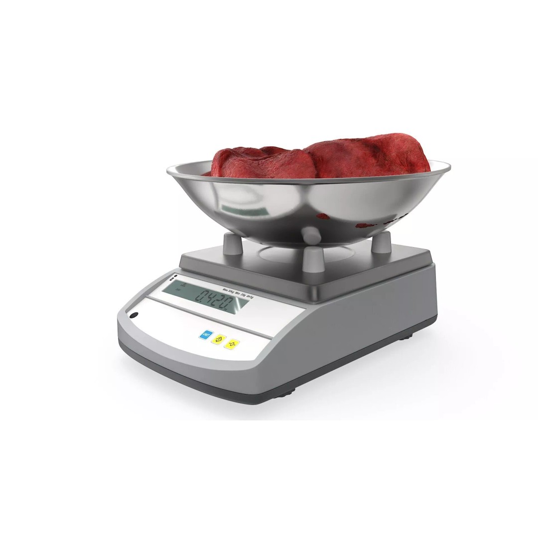 Lung on Scales 3D Model – High-Quality Medical Weighing Device, FBX - View 6