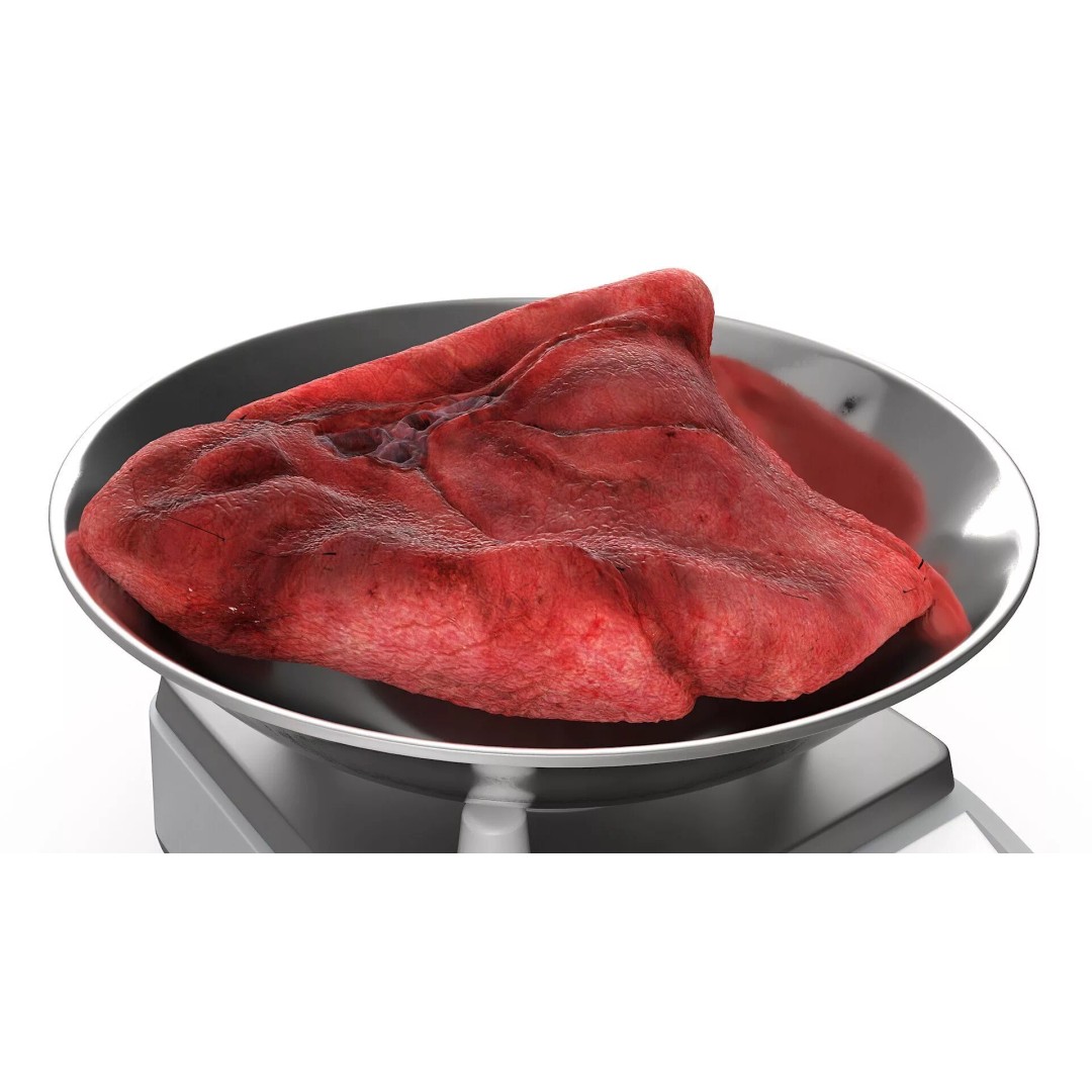 Lung on Scales 3D Model – High-Quality Medical Weighing Device, FBX - View 8