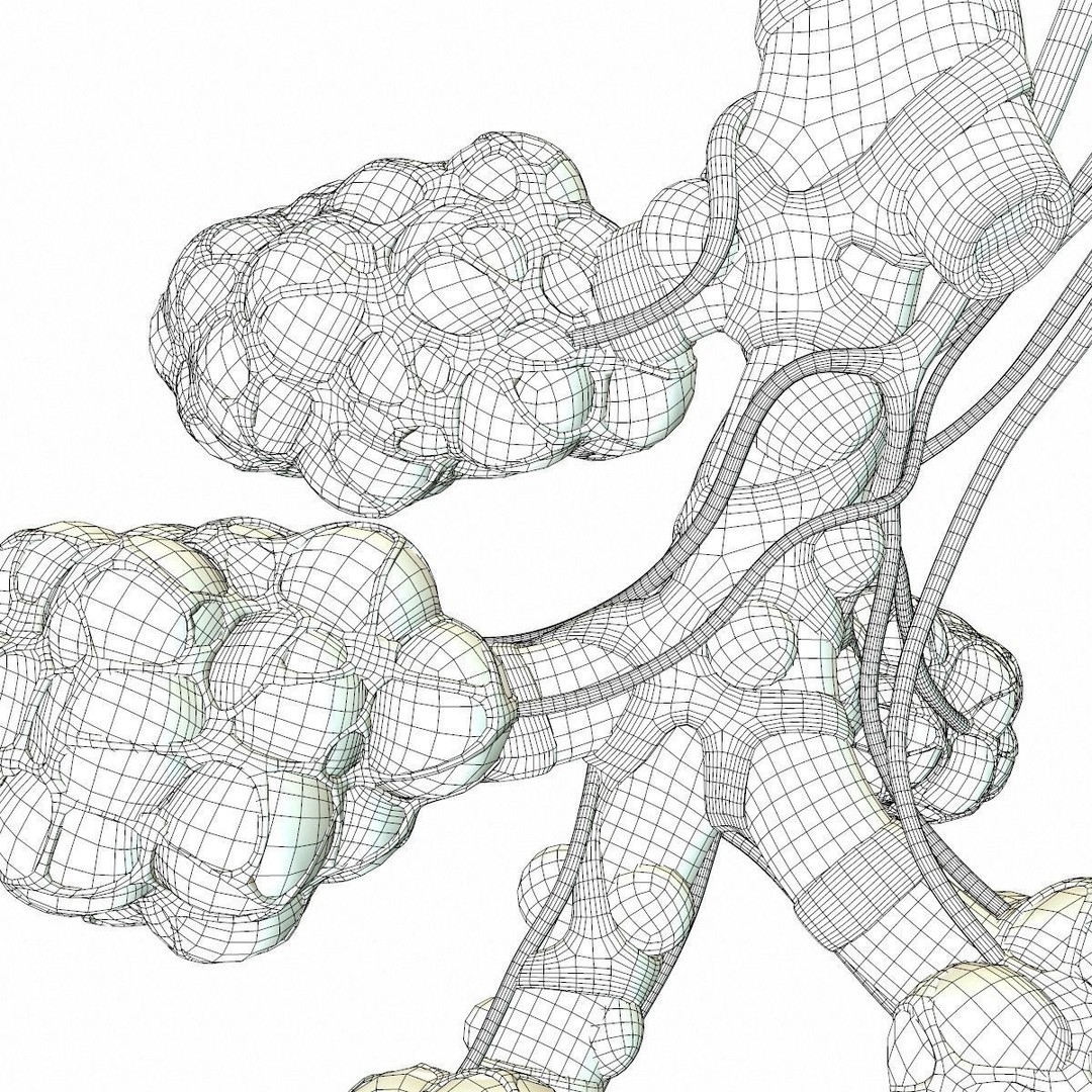 Realistic Human Bronchi Alveoli Anatomy 3D Model – PBR Medical Asset, FBX, OBJ