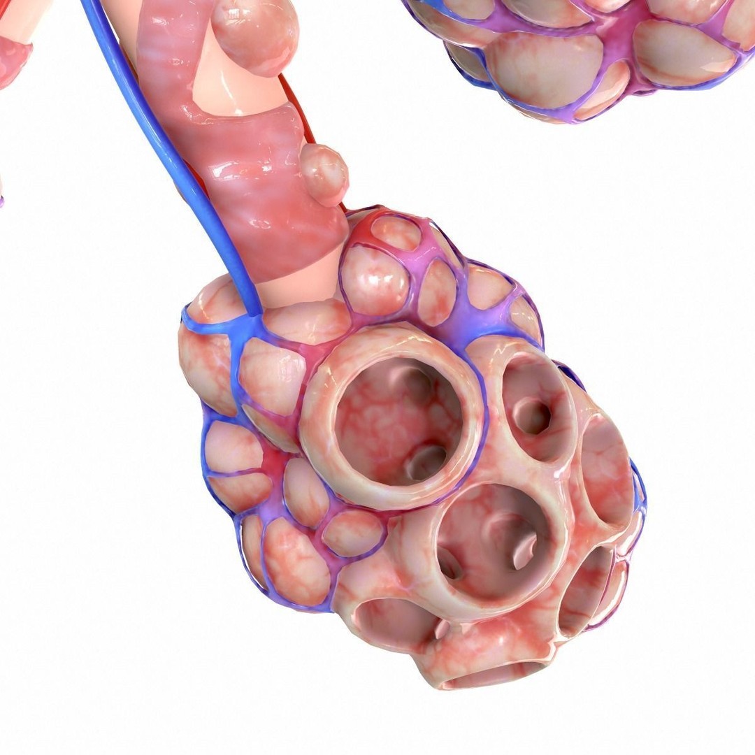 Realistic Human Bronchi Alveoli Anatomy 3D Model – PBR Medical Asset, FBX, OBJ - View 10