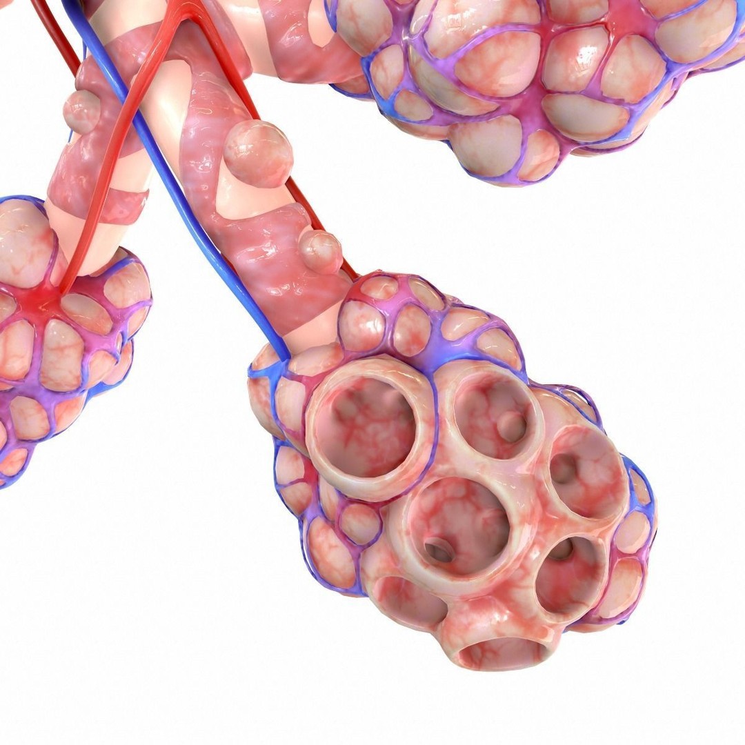 Realistic Human Bronchi Alveoli Anatomy 3D Model – PBR Medical Asset, FBX, OBJ - View 11